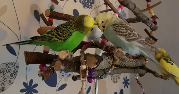 Wellensittich-Bild: Erstmal schön das Köpfchen kraulen..