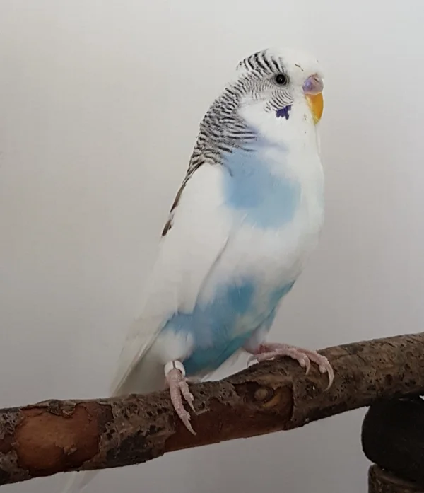 Wellensittich-Bild: Ähm FeLo...was machstn Du da mit dem Dingens? Nimm das mal weg...das ist mir nicht geheuer. ~Krümel