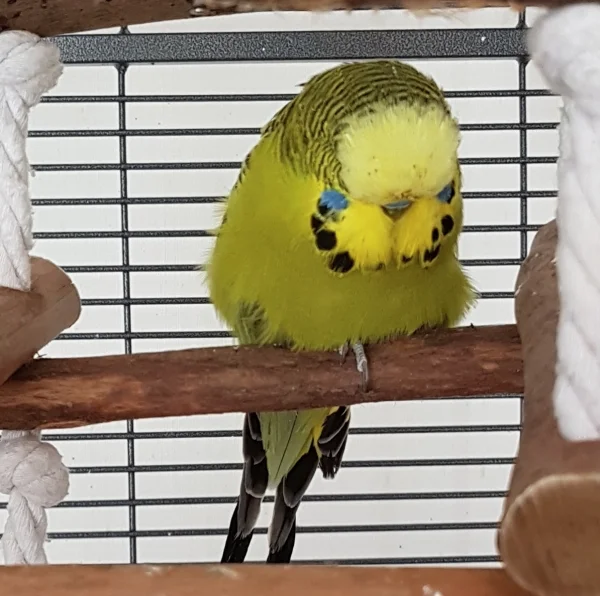 Wellensittich-Bild: Wenn Paul sein Nachmittagsnickerchen hält, sieht man meist nur noch Flausch mit Schnabel und Schwalbenschwanz :) .