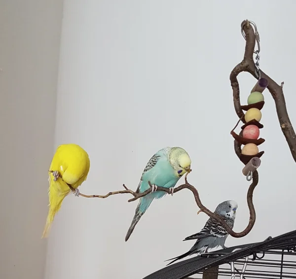 Wellensittich-Bild: Fleißig schreddern Hermine und Pommes - da kann Oskar nur gucken ;) .