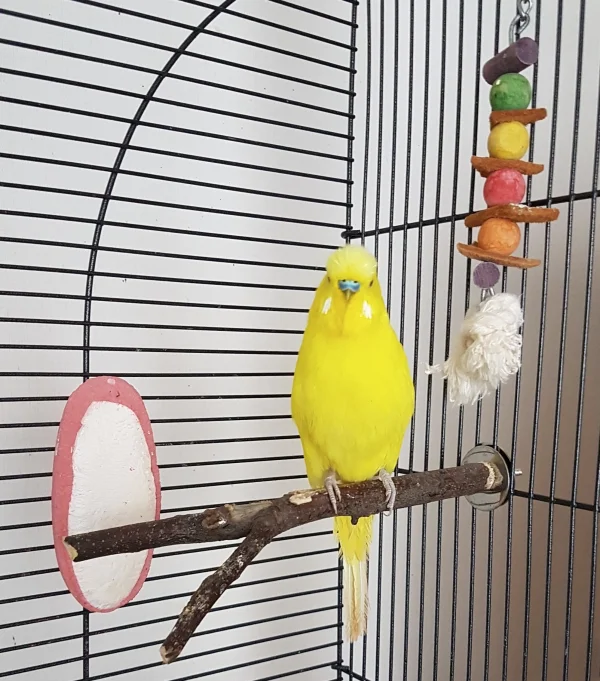 Wellensittich-Bild: Pommes hält den anderen 4 Wellis eine Rede :) .
