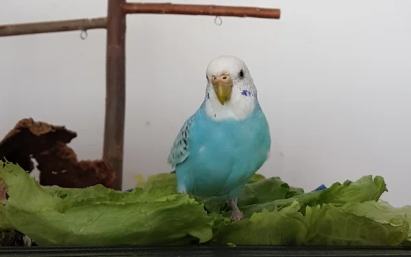 Wellensittich-Bild: Welli Fienchen + Eisbergsalat = Geflügelsalat ;)