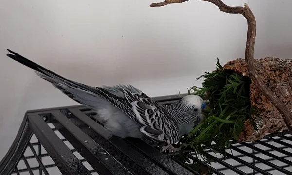 Wellensittich-Bild: So schaut es aus, wenn Oskar im nassen Möhrengrün badet und gleichzeitig frisst - fraden eben :D .