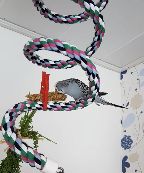 Wellensittich-Bild: Nach dem Flugtraining hat sich Oskar die Belohnung aber auch verdient :) .
