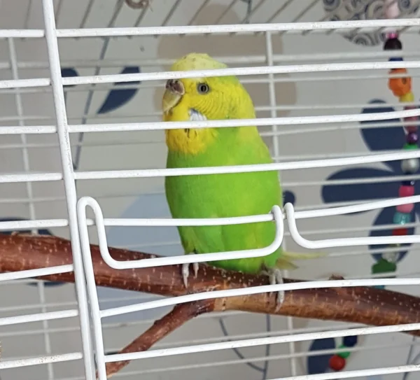 Wellensittich-Bild: Und so ist heute Sally, eine Fundhenne aus dem Tierheim, bei uns eingezogen :) .
