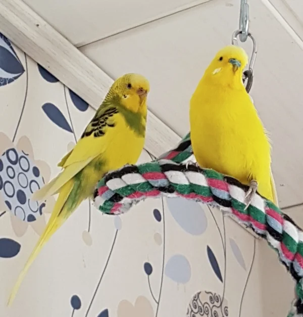 Wellensittich-Bild: Ella und Pommes harmonieren farblich zumindest sehr gut. Alles weitere läuft derzeit eher holprig ;) .