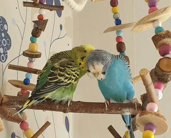 Wellensittich-Bild: Snickers genießt die Krauleinheit von seiner Olivia. Im Moment ist sein Gesundheitszustand recht stabil..ich hoffe es bleibt noch lange so und er hat noch viele schöne Momente vor sich. Tumore sind einfach sch..