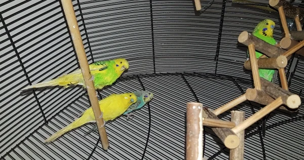 Wellensittich-Bild: Ernie, Pommes und Hermine sagen Hallo:) .