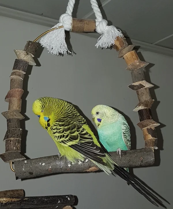 Wellensittich-Bild: Es ist nicht so wie Du denkst, Felo! ~Hermine und Paul
