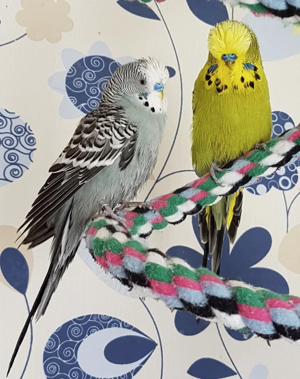 Wellensittich-Bild: Oskar und Paul chillen nach der Dusche gemeinsam auf der Sitzspirale.