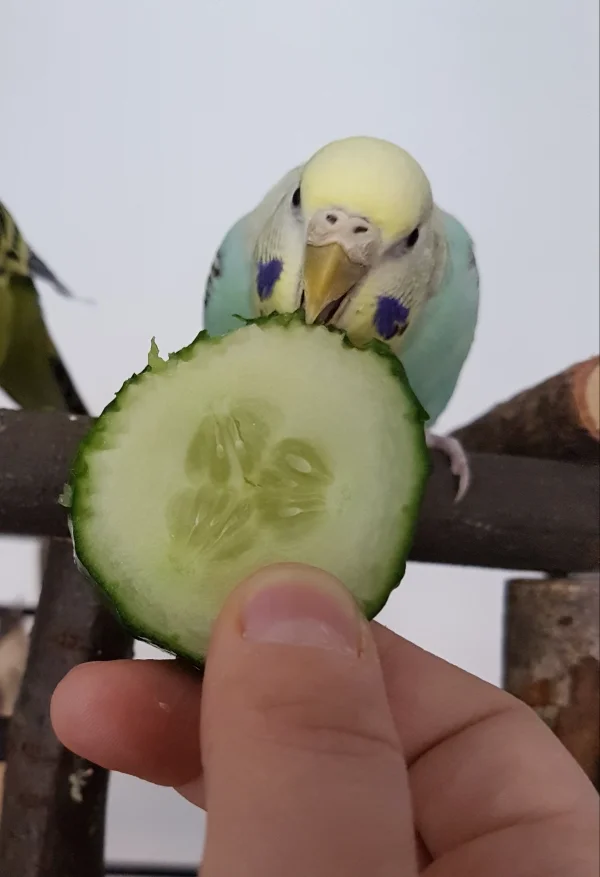 Wellensittich-Bild: Da traut sich auch mal meine scheue Hermine näher an meine Hand ran :) .