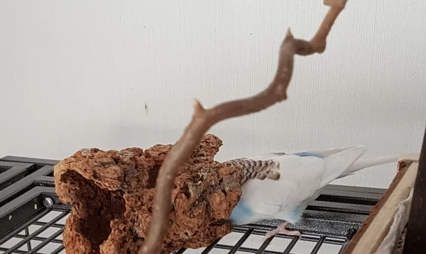 Wellensittich-Bild: Krümel ist furchtbar neugierig und steckt gern sein Köpfchen in alle möglichen Ecken und Dinge. Auf ihn muss man gut aufpassen:) . ~Die FeLo
