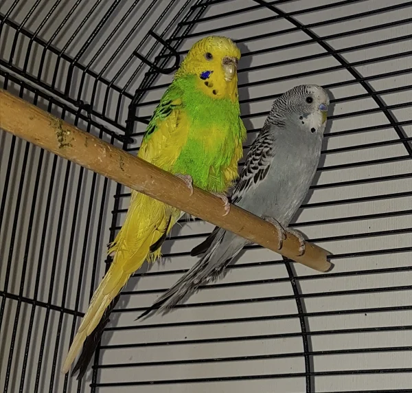 Wellensittich-Bild: Wieder die FeLo mit dem komischen Knipseteil...Ernie und Oskar ist das suspekt ;) .