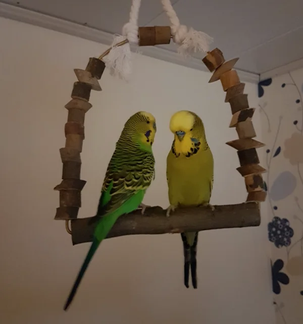 Wellensittich-Bild: Paul und Emil - oder wie wir hier bei uns sagen: Paumil ;) .