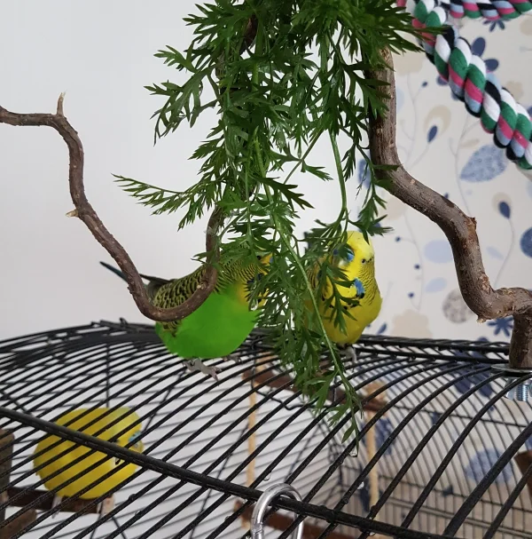 Wellensittich-Bild: Yummi Möhrengrün - da greifen Paul und Emil gern zu!