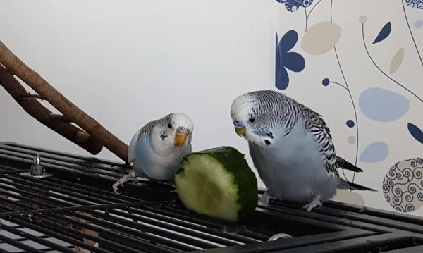 Wellensittich-Bild: Krümel und Oskar sind sich einig: Gurke schmeckt :) .
