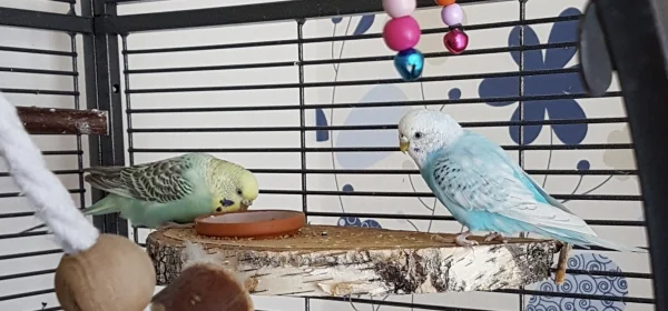 Wellensittich-Bild: Erst ich, ich bin länger hier als Du, Fienchen. ~Hermine