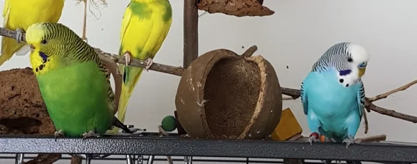 Wellensittich-Bild: Wir, das sind Olivia und Snickers.
Die neue FeLo war heute im Tierheim, um nach Hermines Tod einem anderen Wellimädchen ein schönes Zuhause zu geben. Wir sind Fundtiere, die unabhängig voneinander aufgefunden wurden und sich jetzt aber im Tierheim zusammengefunden hatten. Wir sollten auch nur zusammen vermittelt werden. Einzelne Wellis gab es grad nicht, nur ein weiteres Pärchen, das aber auch schon reserviert war.
Nun wollte die FeLo ja eigentlich nur eine Henne..die nette Tierheim-FeLo sagte: Schauen Sie sich die beiden doch einfach mal an! Und wir 2 waren so süß miteinander, dass es echt eine Schande gewesen wäre, uns zu trennen. Fand die neue FeLo wohl auch. Also sind dann beide bei ihr eingezogen :) .