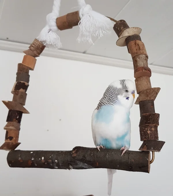 Wellensittich-Bild: Ich habe dem Holz etwas Wichtiges zu erzählen! ~Krümel                       
                     