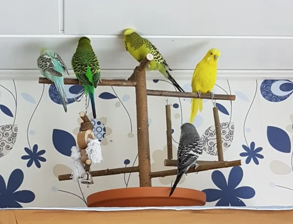 Wellensittich-Bild: Da müssen wir ja erstmal gucken und testen, was die FeLo uns da als neuen Spiel- und Landeplatz angeschleppt hat...und die Decke ist ja auch ganz interessant...