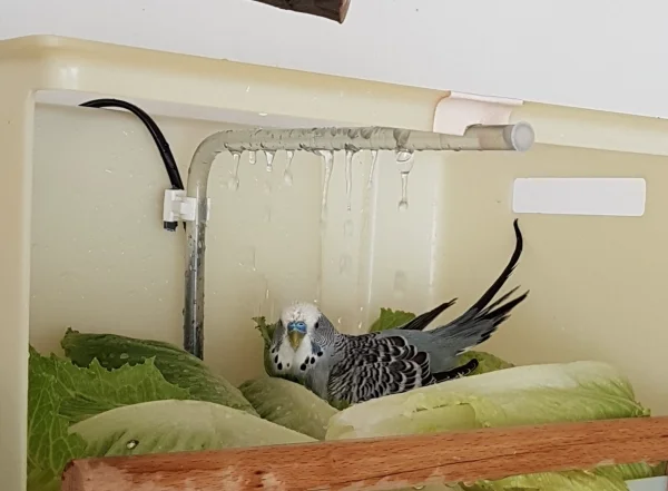 Wellensittich-Bild: Oskar pflügt durch die ganze Dusche :) .