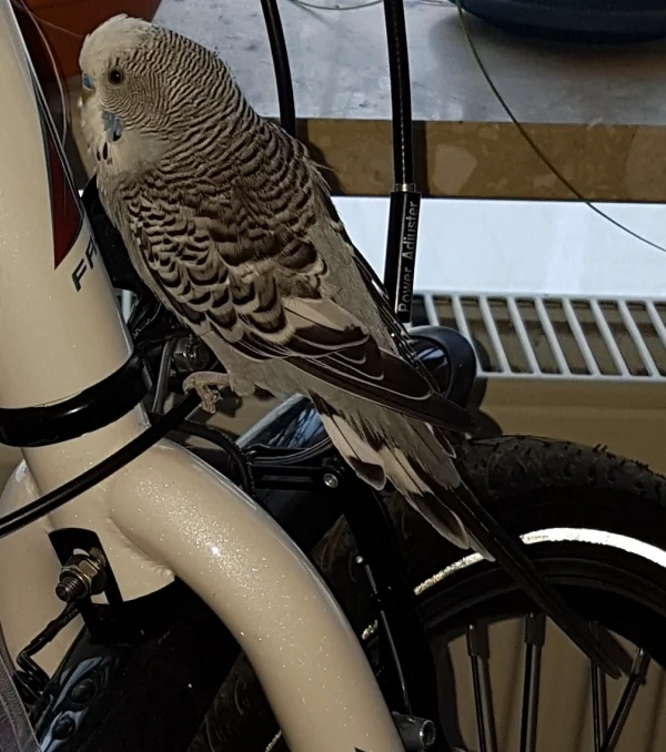 Wellensittich-Bild: Man muss ja mal testen, ob es noch andere Fortbewegungsmaßnahmen ausser Fliegen gibt, nicht? ~Oskar