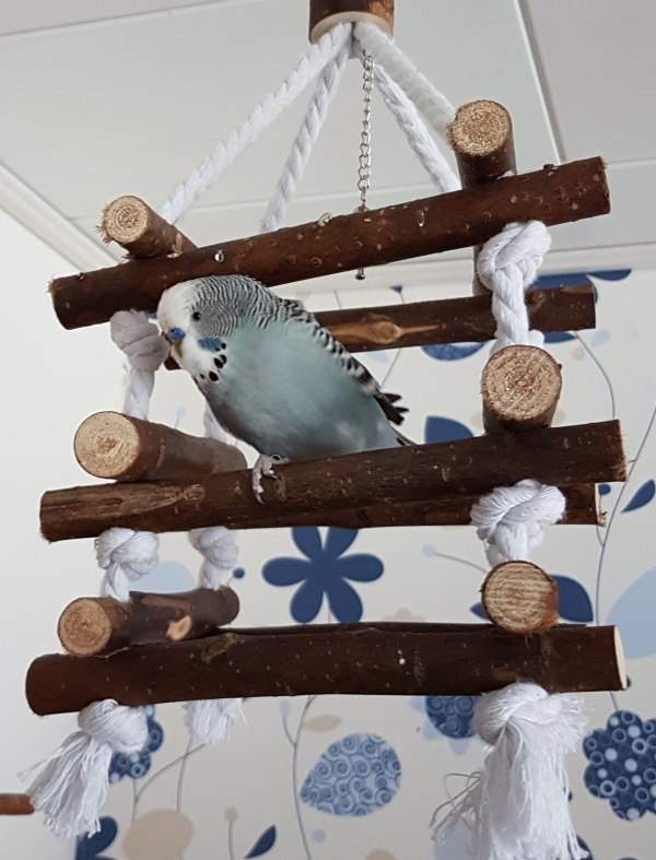 Oskar