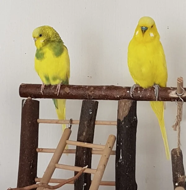 Wellensittich-Bild: Pommella wäre jedenfalls ein schöner Pärchenname ;) .