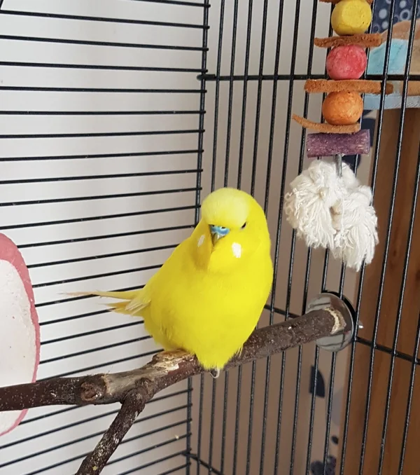 Wellensittich-Bild: Flauschig aufgeplustert geht er fast als solcher durch;) .