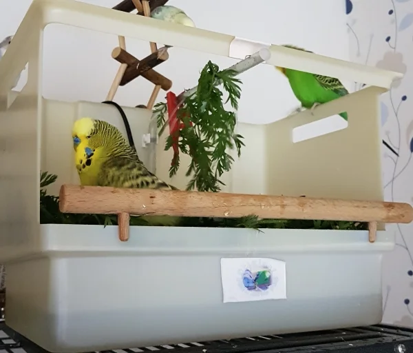 Wellensittich-Bild: bin ich der Kapitän! ~Paul