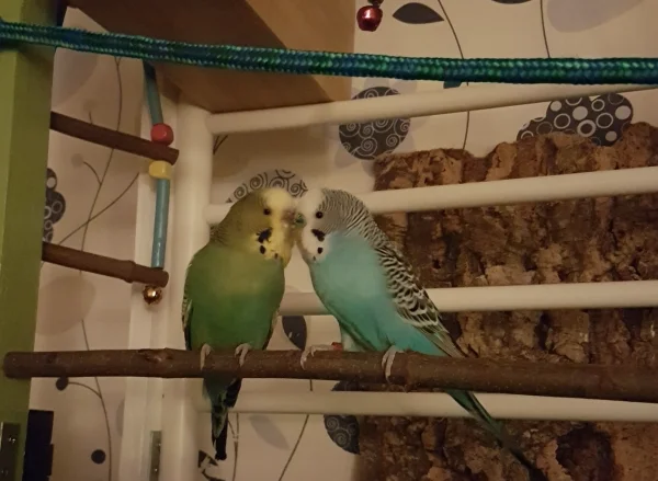 Wellensittich-Bild: Wir, Olivia und Snickers, lassen stellvertretend für alle Motzfroschwellis und natürlich die FeLo liebe Grüße zum 3. Advent da. Die FeLo hat derzeit richtig viel um die Ohren, weshalb sie lang nicht mehr im Forum war. Aber sie lässt Euch ausrichten, dass mit uns alles in Ordnung ist und es uns gutgeht. Und sie versucht, sich bald mal wieder ausführlicher zu melden.
Bis dahin zwitschrige Grüße von 
Olivia und Snickers (immernoch schwer verliebt ;) )