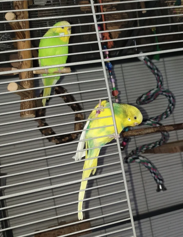 Wellensittich-Bild: Ella guckt mal, was es um die Ecke so Neues gibt :) .