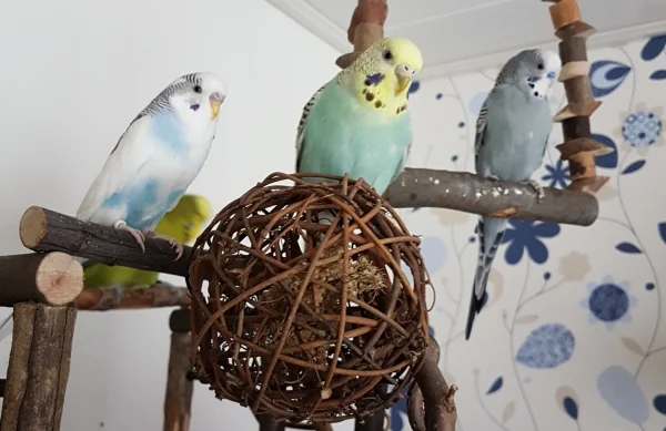 Wellensittich-Bild: Habt Ihrs schon gesehen? Das Wochenende ist da und wir wünschen allen Wellis und Federlosen eine schöne Zeit!
~ Krümel, Hermine und Oskar 