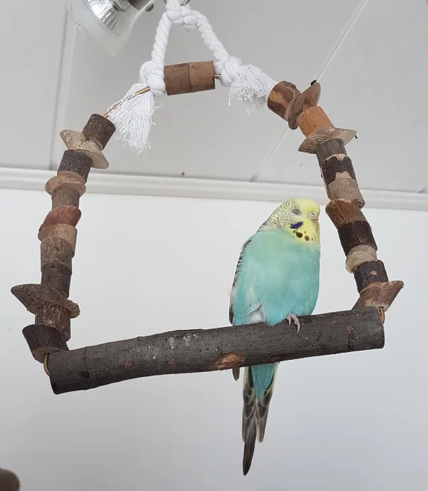 Wellensittich-Bild: Hermine macht schon die Äuglein zur Abendruhe zu - oder will sie lieber nur nicht sehen, was die Hähne unten wieder für Unsinn machen ;) ?