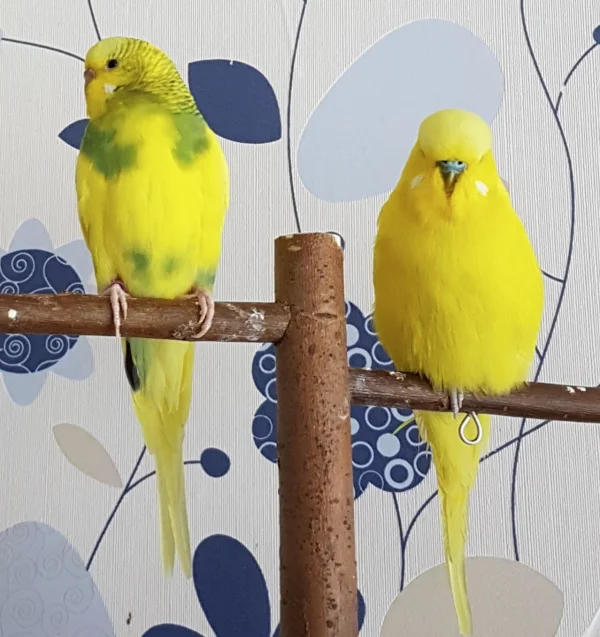 Wellensittich-Bild: Mein neues Pärchen macht derzeit (fast) alles gemeinsam, so natürlich auch das Ausruhen :) .