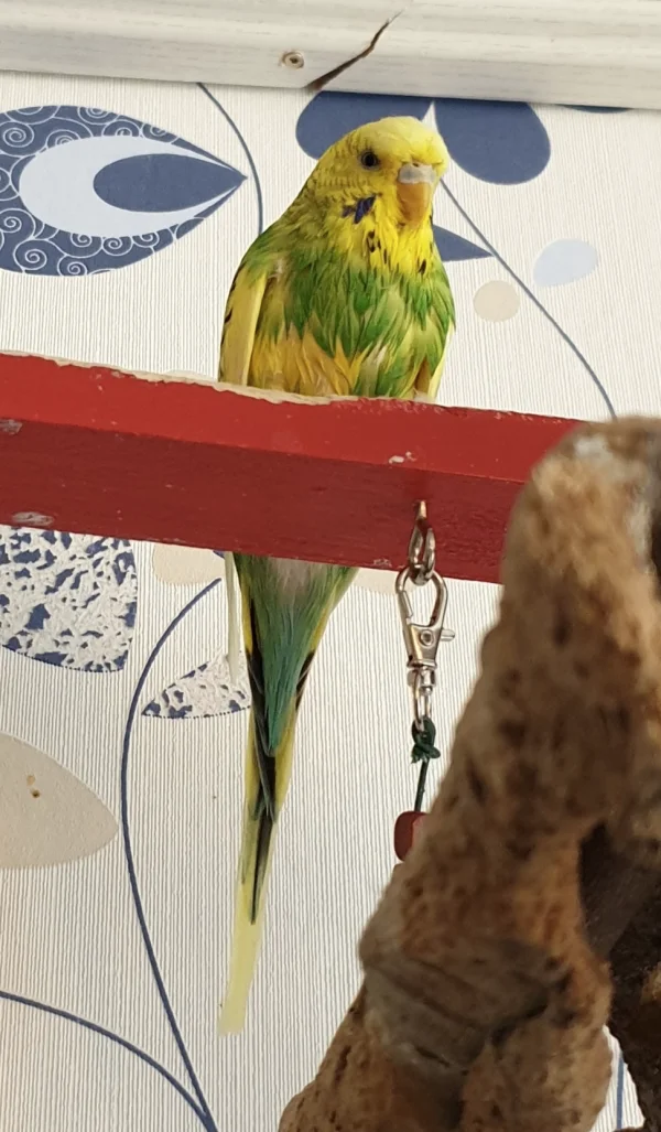 Wellensittich-Bild: Rosalie liebt das Baden in der Schale genauso wie Schnitzel. Sieht man auch ;) .