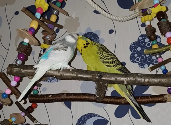 Wellensittich-Bild: Krümel füttert und Paul genießt. Solch schöne Momente kann man nur bei Gruppenhaltung miterleben. Daher bin ich ganz klar: Gegen Einzelhaltung!!!