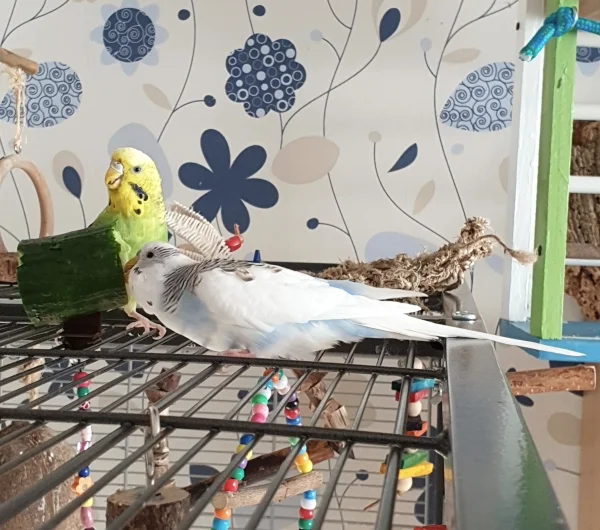 Wellensittich-Bild: Rosalie freut sich, Krümel haut schon rein :).