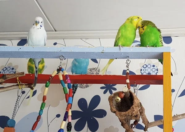Wellensittich-Bild: Auch wenn Sally mit Emil nicht mehr verpartnert ist seit seiner Erkrankung, ist sie doch zwischendurch nochmal für ne Krauleinheit zu haben.