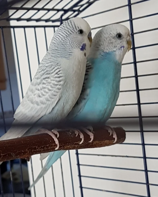 Wellensittich-Bild: Hallo, wir sind die Neuen bei den Motzfroschwellis und stellen uns vor: Gestatten, Samson und Fiene (Fienchen) :) !