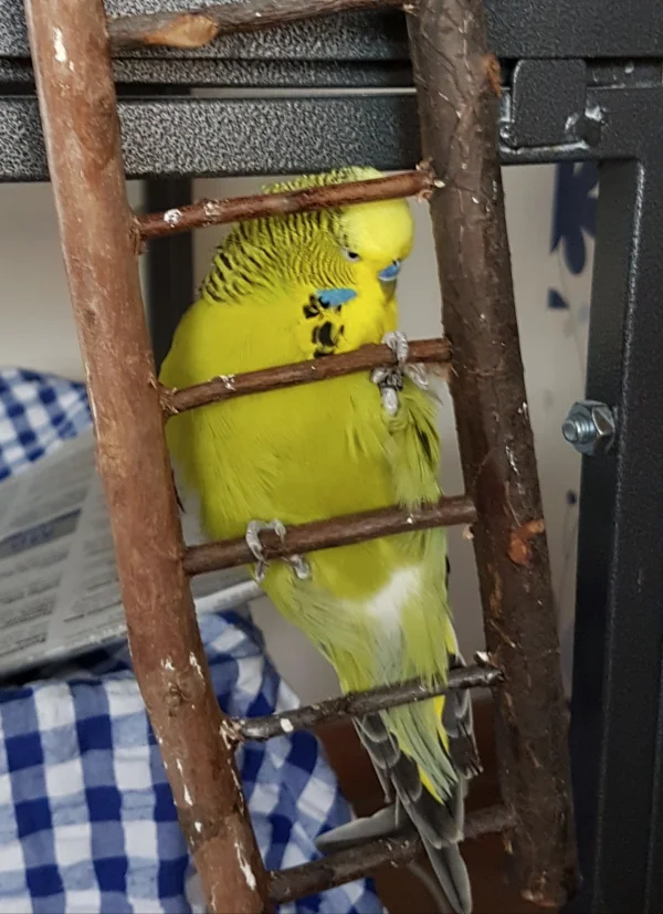 Wellensittich-Bild: Nach einer Fehllandung ist Paul hinter Gittern gelandet;).