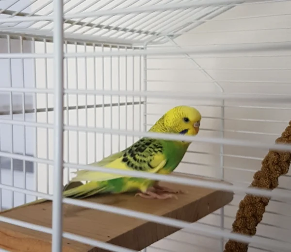 Wellensittich-Bild: Hallo, ich bin Rosalie und heute bei meinem neuen Schwarm angekommen
 Ist alles noch so neu hier..aber das wird sicher mit der Zeit.