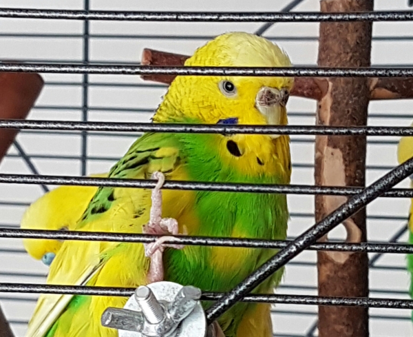 Ernie
