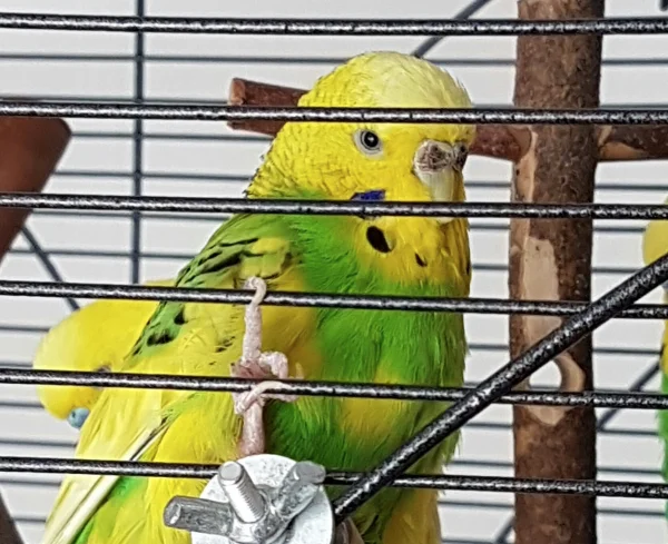 Wellensittich-Bild: Ernie als Großformat 