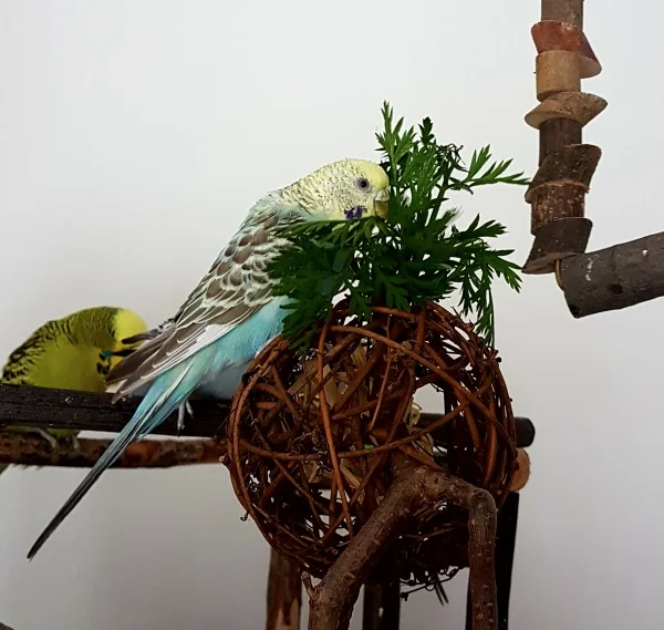 Wellensittich-Bild: So heißt das Wellimärchen doch, oder?
~Hermine