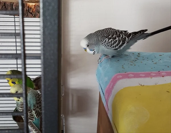 Wellensittich-Bild: Oskar auf Irrwegen ;) . Aber er kennt den Weg ja eigentlich und hat ihn auch schnell wiedergefunden.