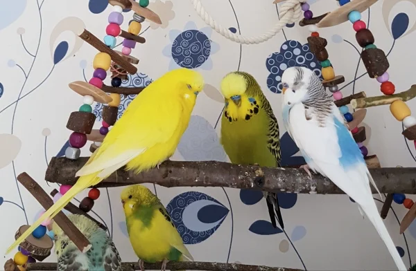 Wellensittich-Bild: Chillende Herrenrunde mit Damen im Hintergrund ;) .