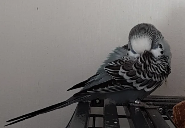 Wellensittich-Bild: Meine 5 Kumpels sind cool, aber manchmal echt ein bisschen anstrengend. Da muss dann mal ne Auszeit her. ~Oskar