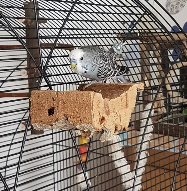 Wellensittich-Bild: Oskar, das Unschuldslamm, beim Schreddern ;) .