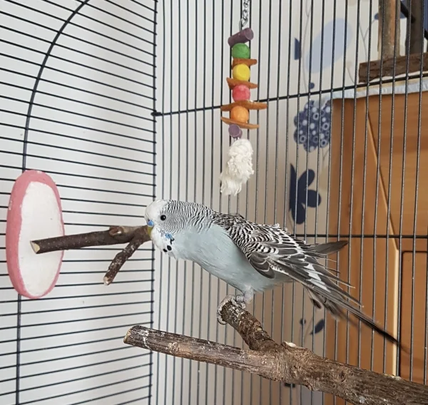 Wellensittich-Bild: Oskar läutet das Ende des mittäglichen Chillens ein :) .